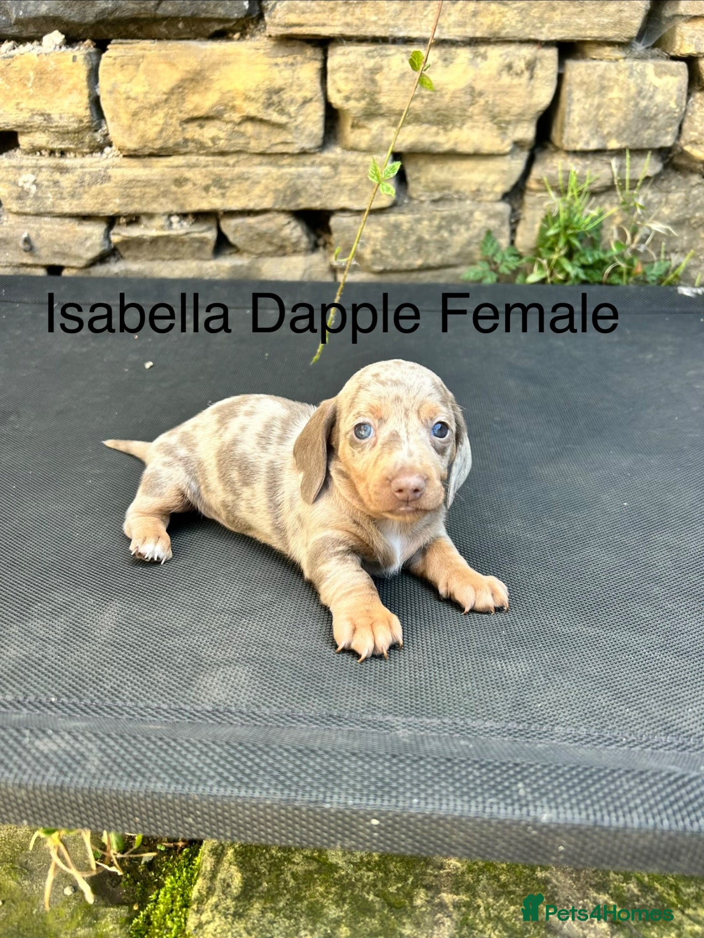 Miniature Dachshund dogs Miniature Dachsunds males and females - Advert 6