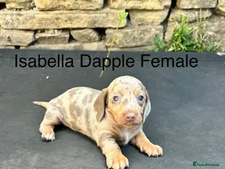 Miniature Dachshund dogs Miniature Dachsunds males and females - Advert 6