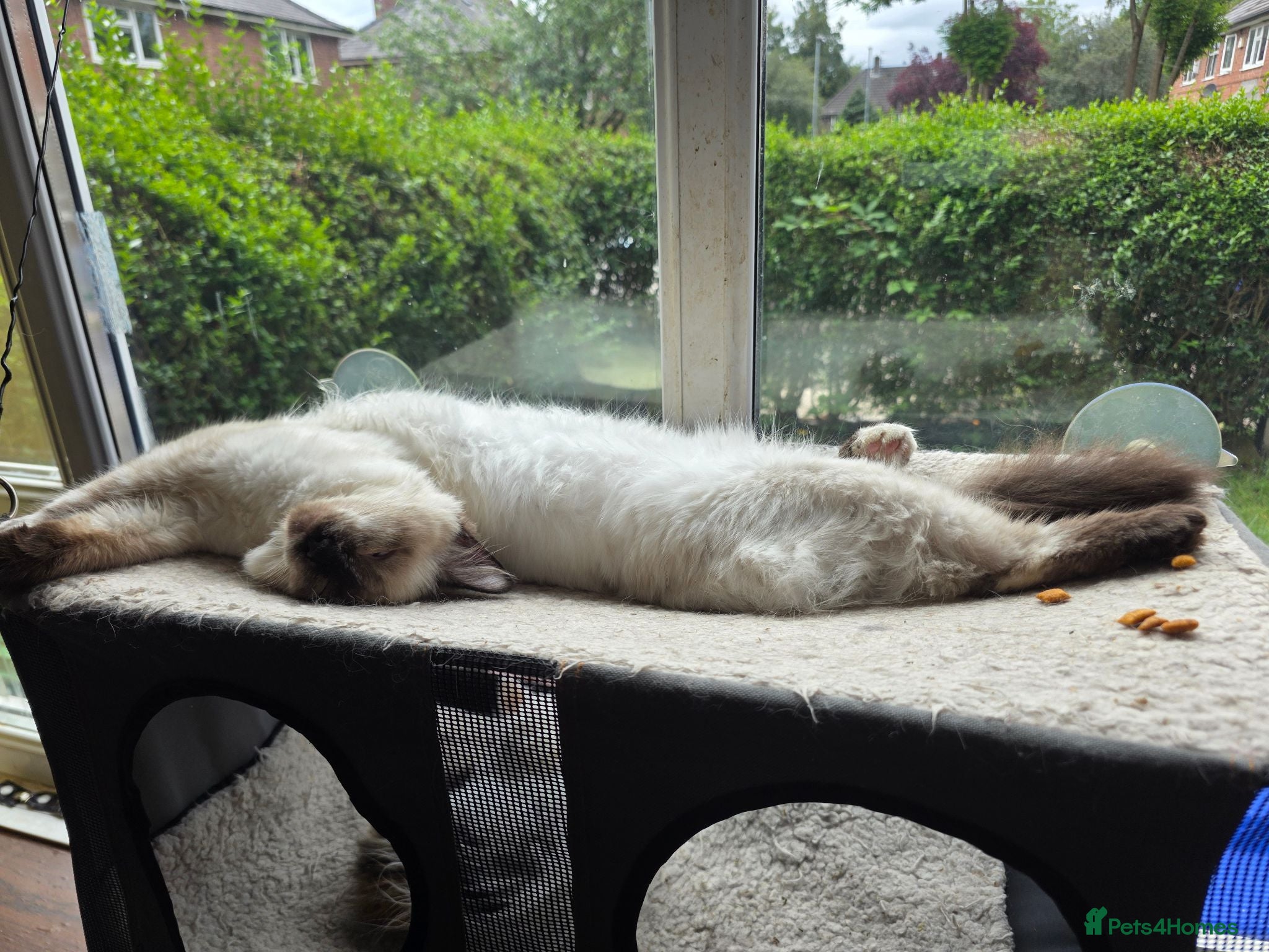 Ragdoll cats Beautiful ragdoll - Advert 2