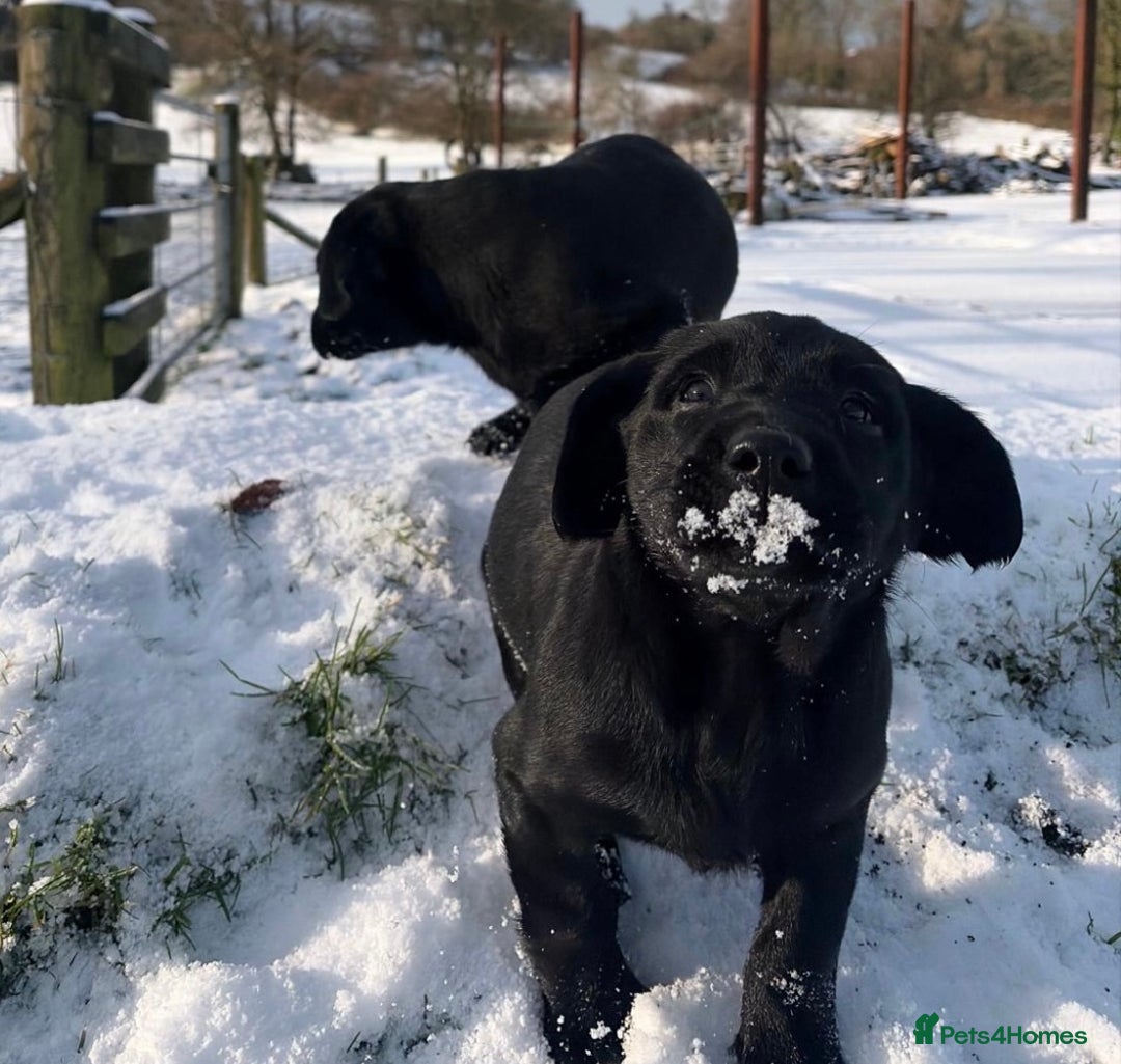 Labrador Retriever dogs for sale: 2 girls  - Advert 4