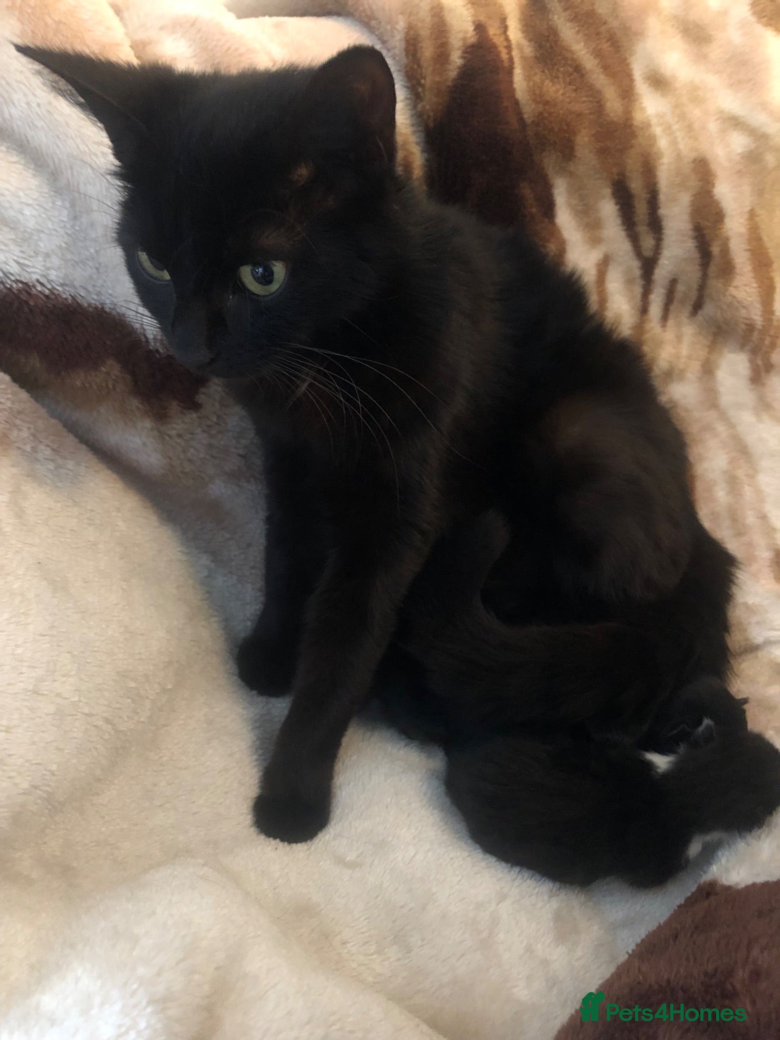 Mixed Breed cats Kittens  - Advert 1