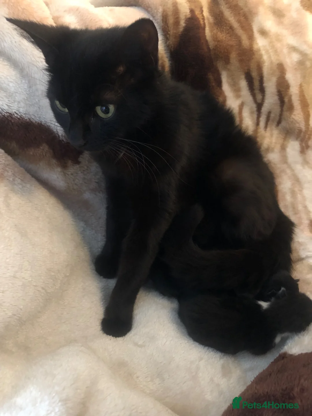 Mixed Breed cats for sale: Kittens  - Advert 1