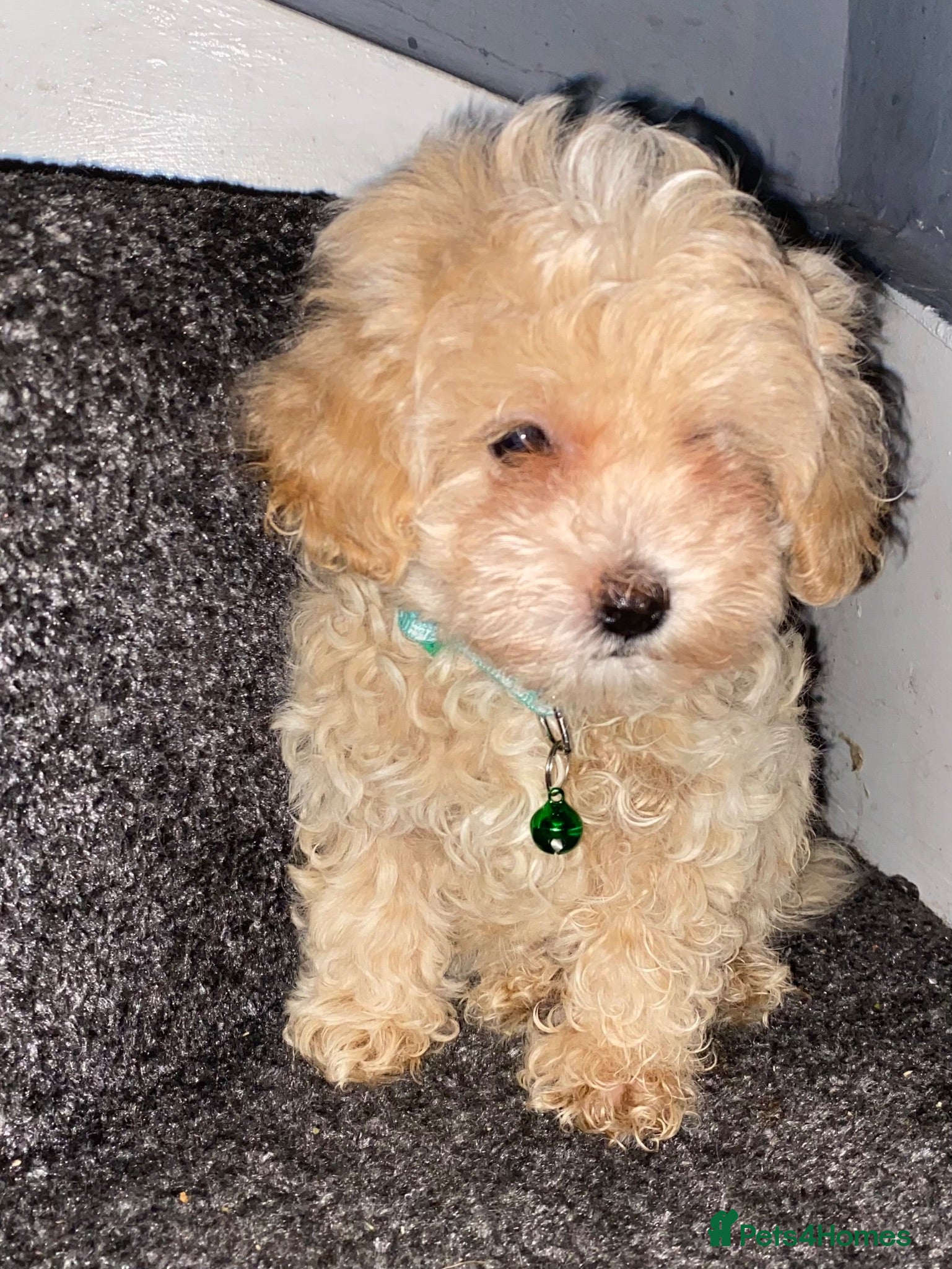 Maltipoo dogs F1 maltipoo puppies READY NOW Dad Russian poodle - Advert 1