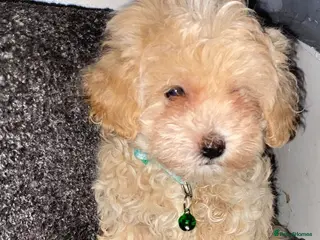 Maltipoo dogs F1 maltipoo puppies READY NOW Dad Russian poodle - Advert 1