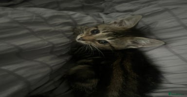 Domestic Shorthair cats - Advert 1