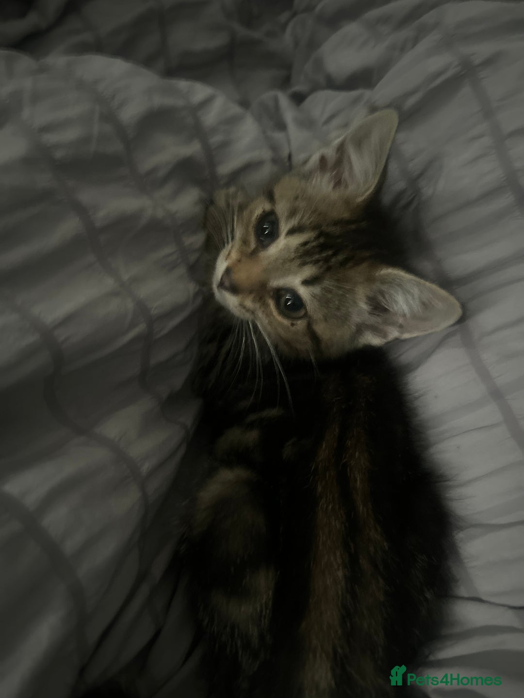 Domestic Shorthair cats for sale: 4 kittens ready to leave now - Image 2