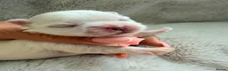 Maltese dogs for sale: ✨💫🌟Bambelina Maltese✨💫🌟Korean Maltese Puppies  - Advert 8
