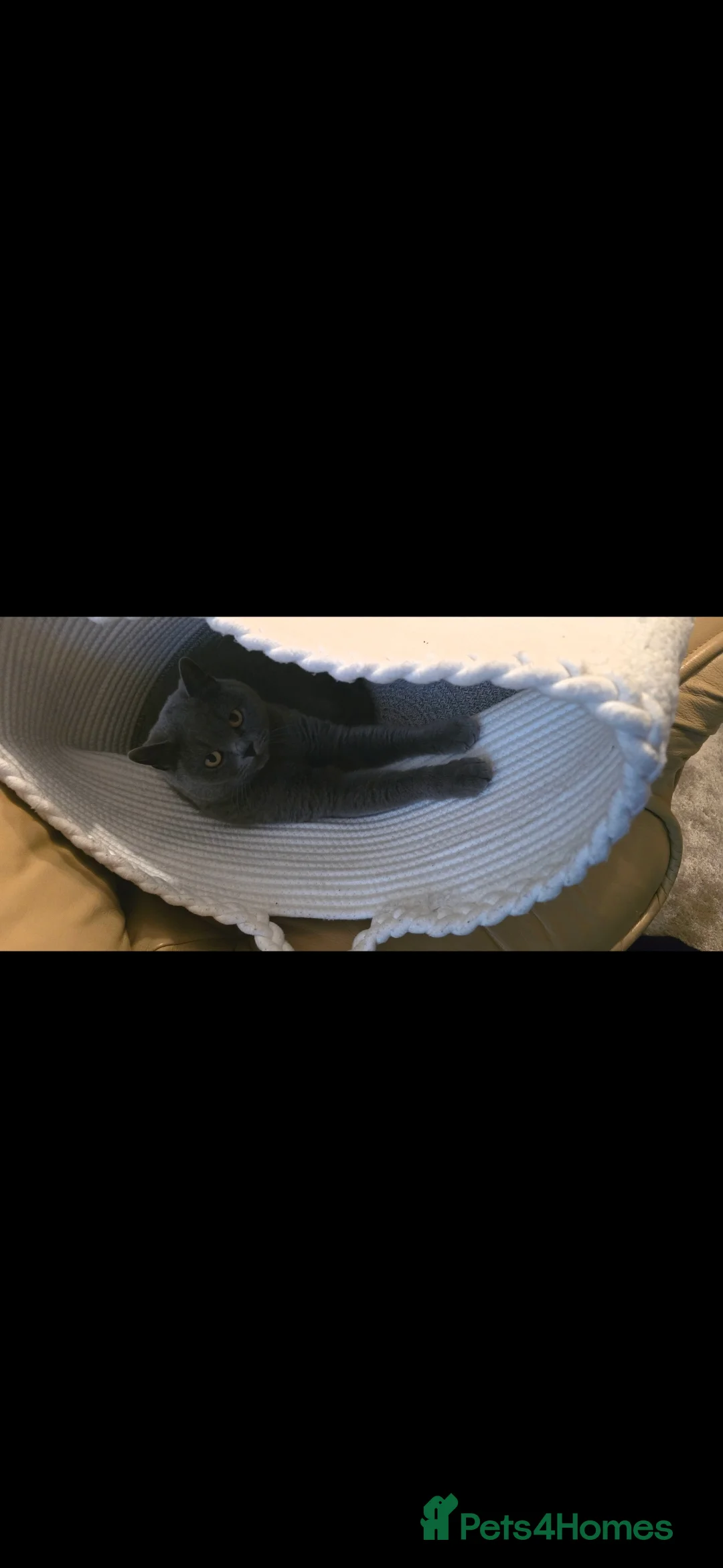 British Shorthair cats for sale: Black British short hair kitten - Advert 1