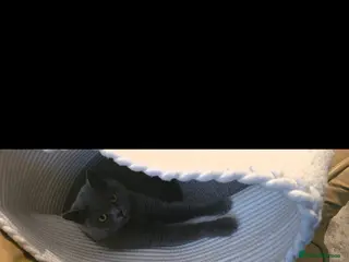 British Shorthair cats Black British short hair kitten - Advert 1