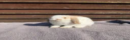 Mini Lop rabbits for sale: Baby mini lops  - Advert 10