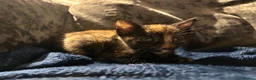 Mixed Breed cats for sale: Two stunning half British blue kittens for sale - Advert 6
