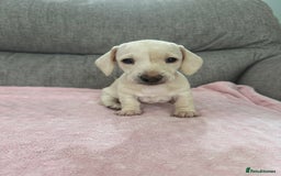 Miniature Dachshund dogs for sale: 🥰 Cream Dapple smooth haried Dachshunds 🥰 - Image 5