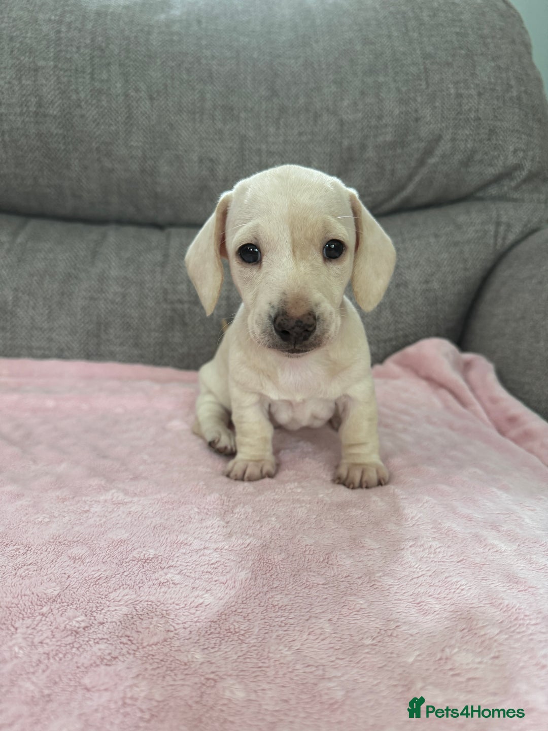 Miniature Dachshund dogs for sale: 🥰 Cream Dapple smooth haried Dachshunds 🥰 - Image 5