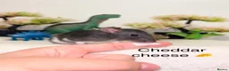 Rat rodents for sale: Beautiful baby rats  - Advert 4