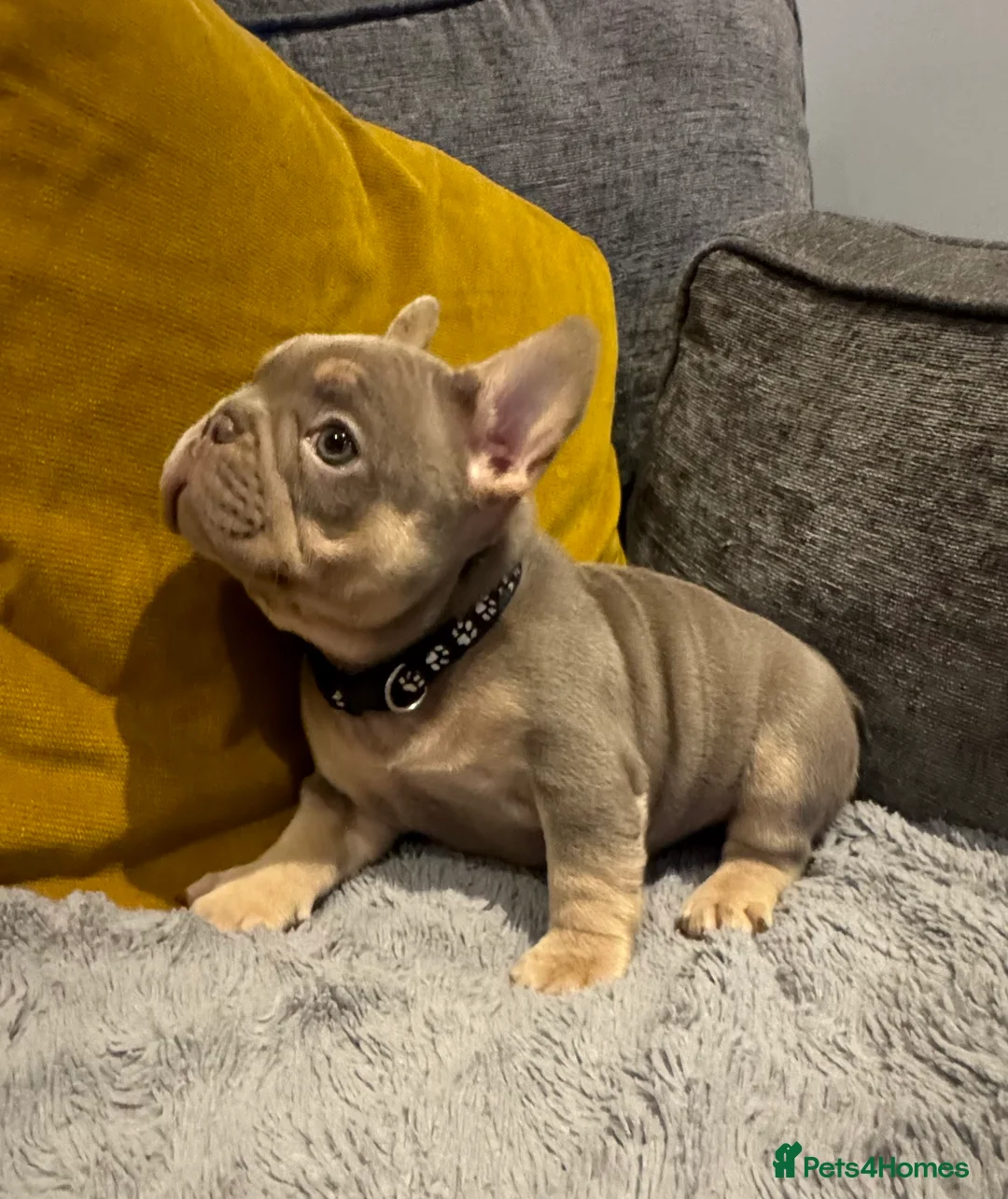 French Bulldog dogs for sale: High quality French bulldogs puppies  - Advert 10