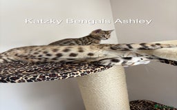 Bengal cats for sale: 😻Tica Best Bengal UK sired Kittens 🏆 🐾 🐱  - Image 15