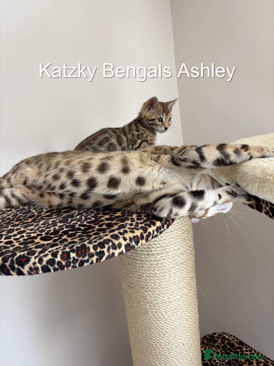 Bengal cats for sale: 😻Tica Best Bengal UK sired Kittens 🏆 🐾 🐱  - Image 15