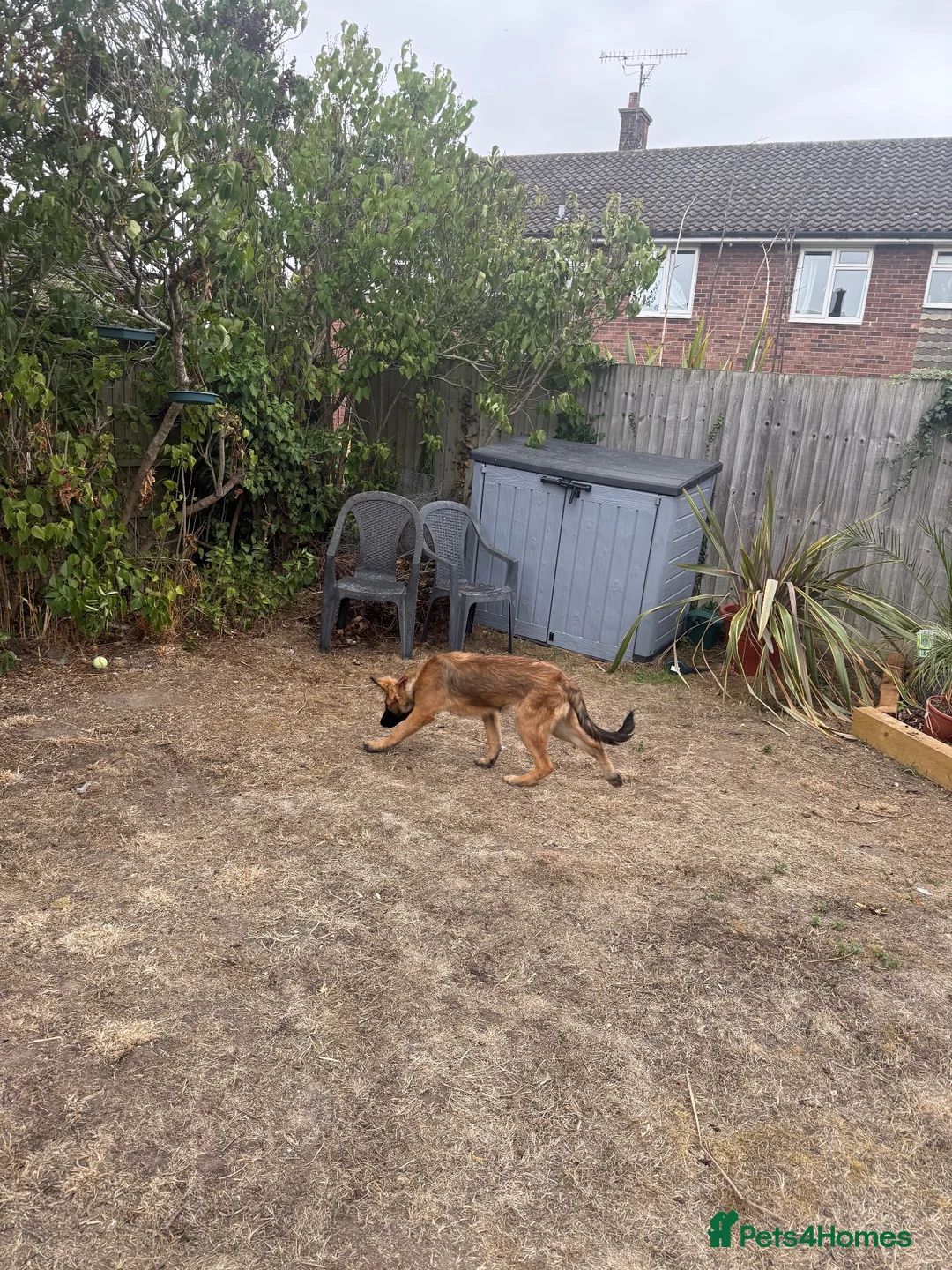 Mixed Breed dogs for sale: My beautiful lola - Advert 11