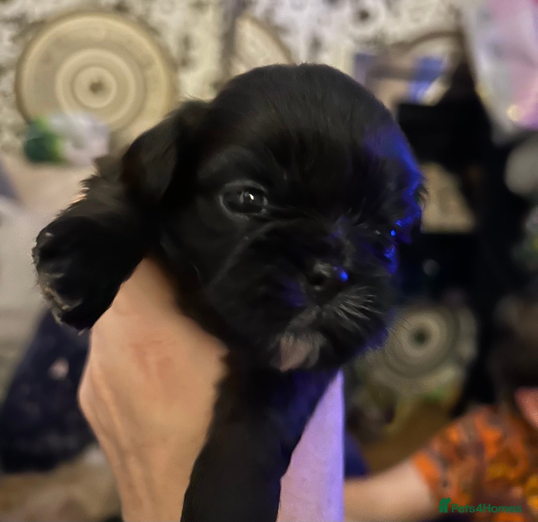 Shih Tzu dogs for sale: Beautiful shih tzu pups for sale  - Advert 5
