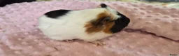 Guinea Pig rodents for sale: Beautiful female guinea pigs - Advert 10