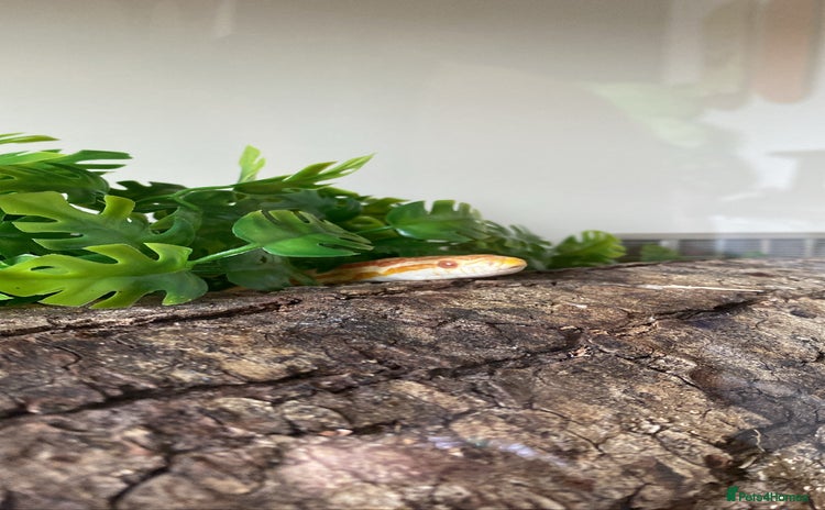 Corn Snake reptiles - Advert 3
