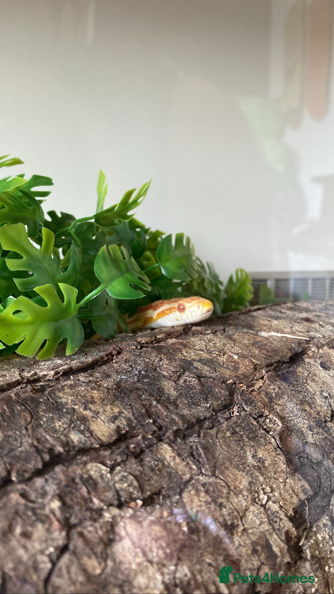 Corn Snake reptiles for sale: Female corn snake available - Image 1
