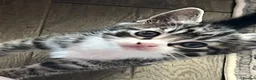 Mixed Breed cats for sale: Gorgeous kittens  - Advert 6