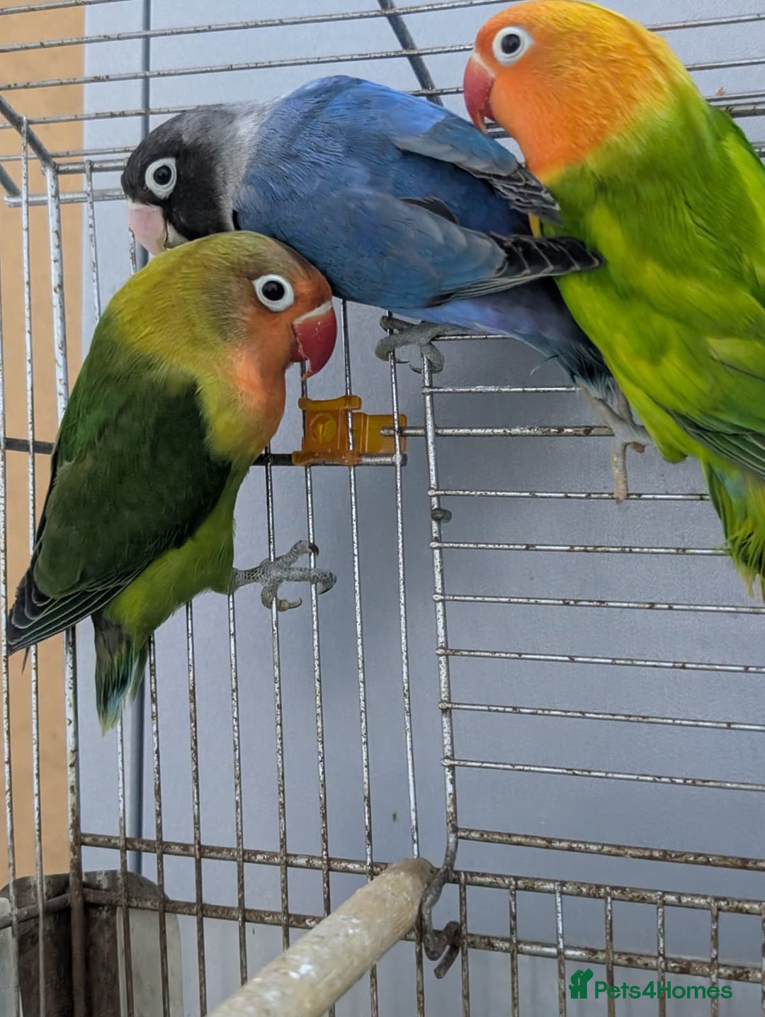 Lovebirds birds for sale: Hand Reared New Born Love Birds - Advert 17