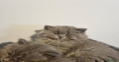 British Longhair cats - Advert 3