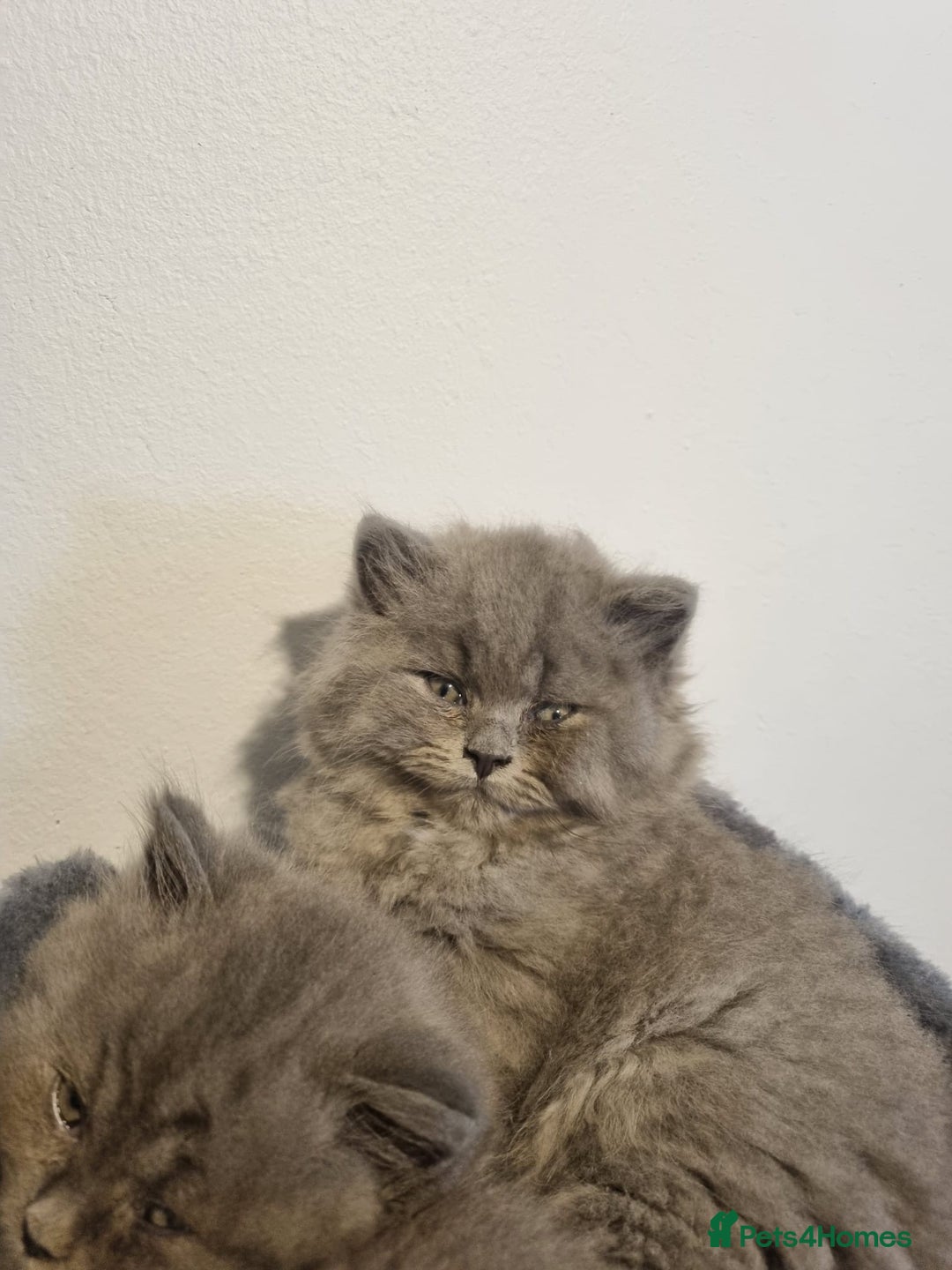 British Longhair cats for sale: British long hair x short hair  - Image 2