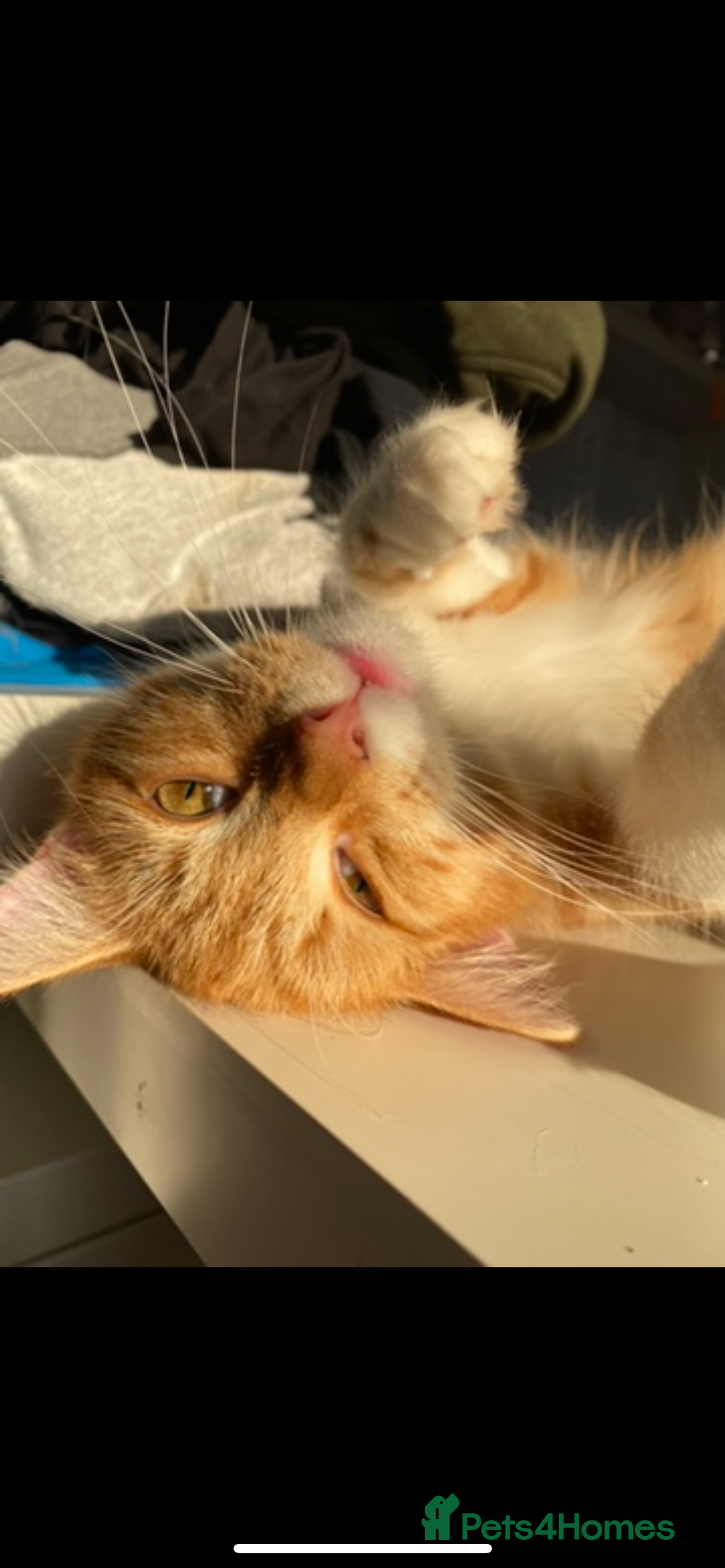 Mixed Breed cats for sale: Pumpkin - Advert 2