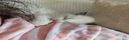 Ragdoll cats for sale: Ragdoll Kittens From Imperial Grand Champion Lines in Newcastle upon Tyne - Advert 9