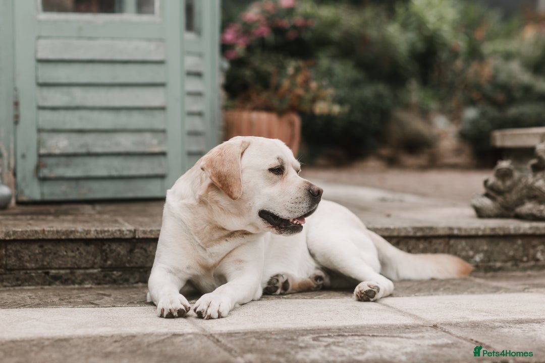 Labrador Retriever dogs for stud: Charlie  - Image 1