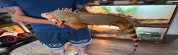 Iguana reptiles for sale: 7 year old male red iguana  - Advert 3
