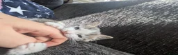 Mixed Breed cats for sale: This is pumpkin  in London - Advert 6