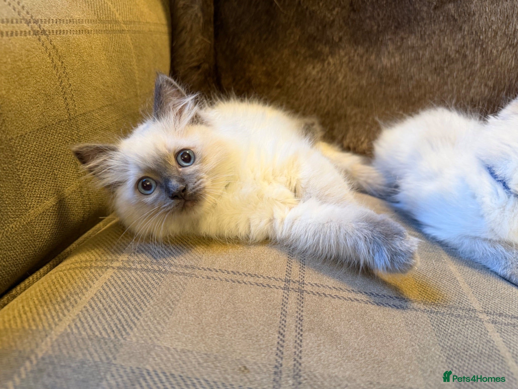 Ragdoll cats 3 gorgeous blue point male ragdolls. Ready now.  - Advert 2
