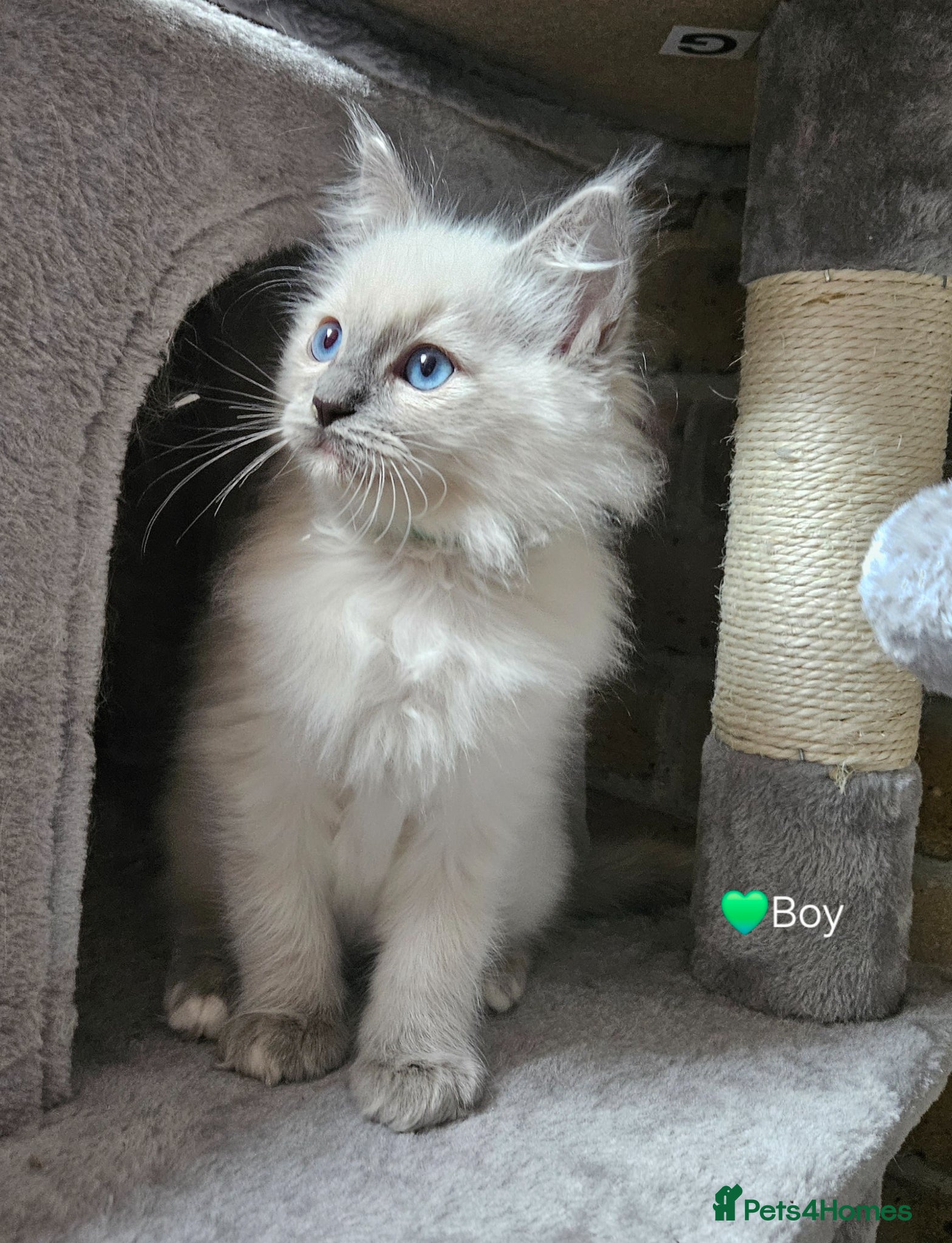 Ragdoll cats Ragdoll Kitten AVALIABLE  - Advert 6