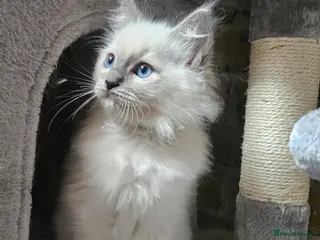 Ragdoll cats Ragdoll Kitten AVALIABLE - Advert 2