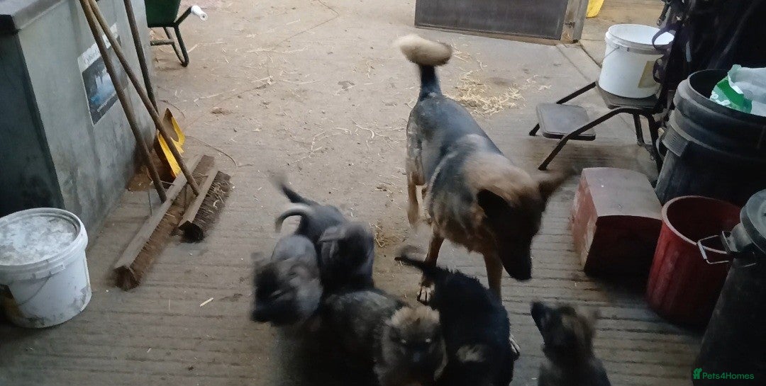 Mixed Breed dogs for sale: German Shephard/Cross - Advert 2