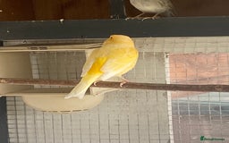 Canaries birds for sale: Canary  - Image 2