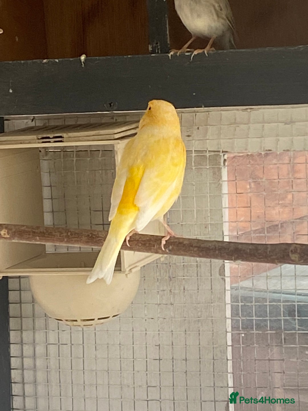 Canaries birds for sale: Canary  - Image 2