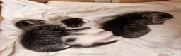 Siberian cats for sale: 3 kittens - 2 darker ones are boy white is girl  in Woodbridge - Advert 6