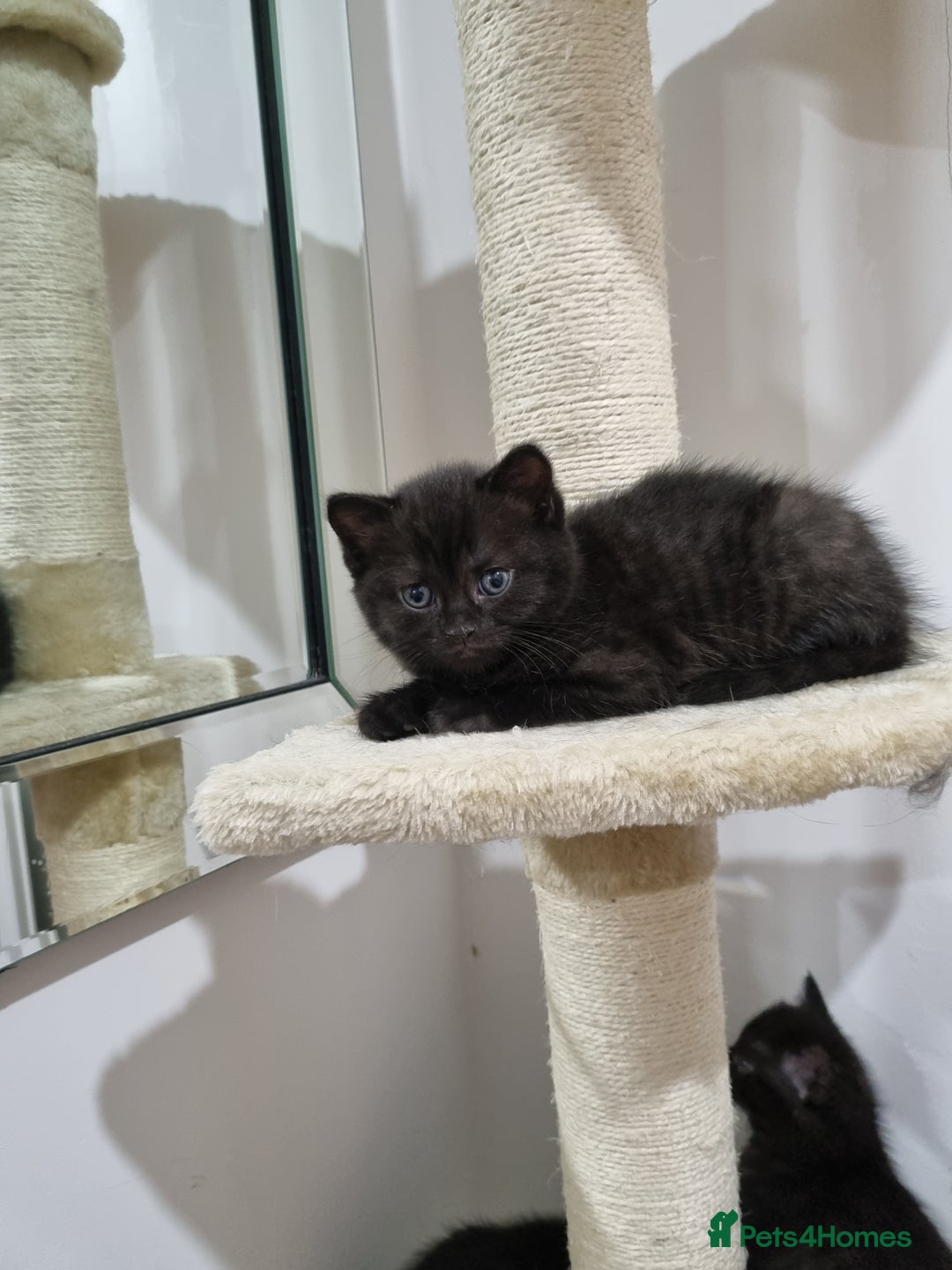 British Shorthair cats for sale: British short hair kitten  - Image 6