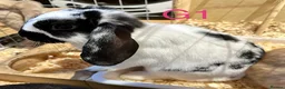 Mini Lop rabbits for sale: Beautiful Mini Lop Bunnies  - Advert 8