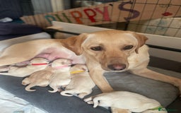 Labrador Retriever dogs for sale: Labrador puppy with papers  - Image 6