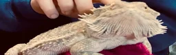 Bearded Dragon reptiles for sale: Bearded dragon with vivarium  in Prestonpans - Advert 2