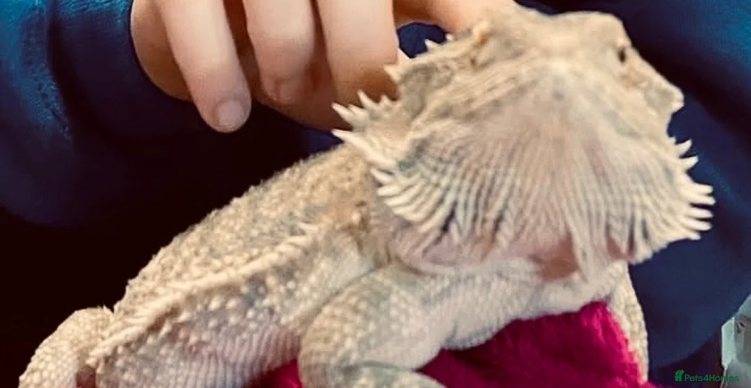Bearded Dragon reptiles for sale: Bearded dragon with vivarium  in Prestonpans - Advert 2