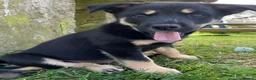 Mixed Breed dogs for sale: Australian Kelpie x Collie Pups in Llangadog - Advert 12