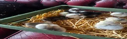 Chickens poultry for sale: Adorable Lilac Pekin Bantams & Mixed Chicks in Port Talbot - Advert 12