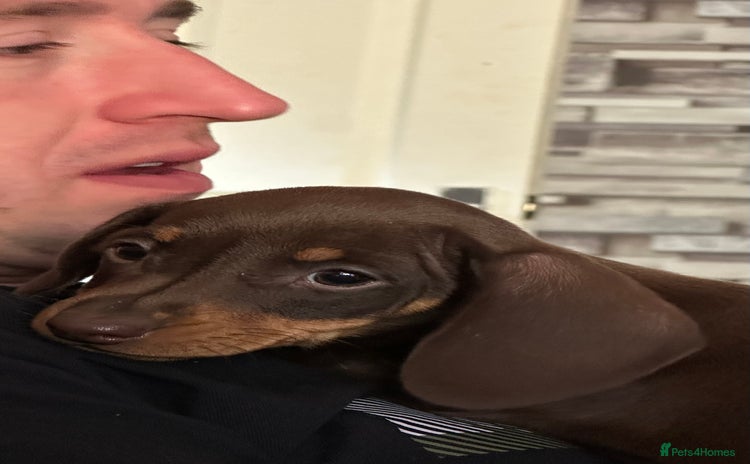 Miniature Dachshund dogs - Advert 13